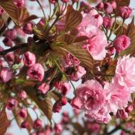 Саженец сакуры Канзан в контейнере. в контейнере